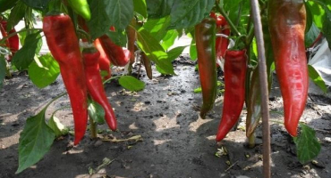 Výsadba, pěstování a péče o feferonky na volném prostranství